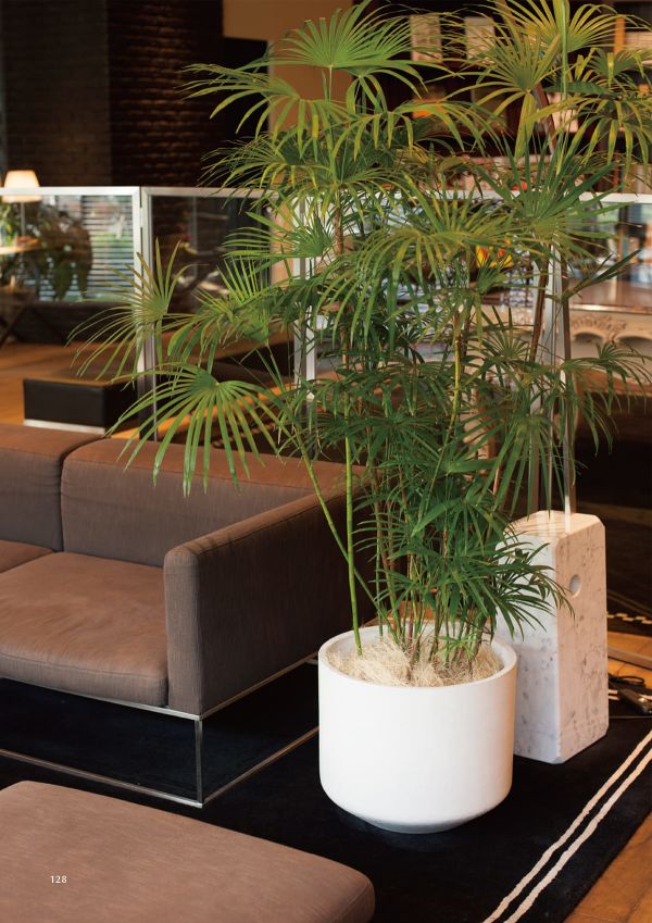 アユラニ パトンのカタログ画像-2