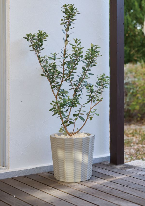 ベトン ガイウスのカタログ画像-2