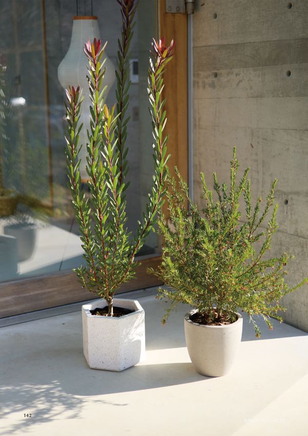 コーテス ヘックスのカタログ画像-2