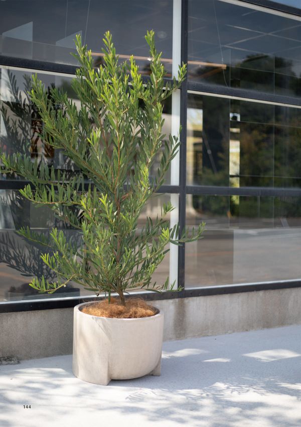 コーテス ガレアのカタログ画像-2