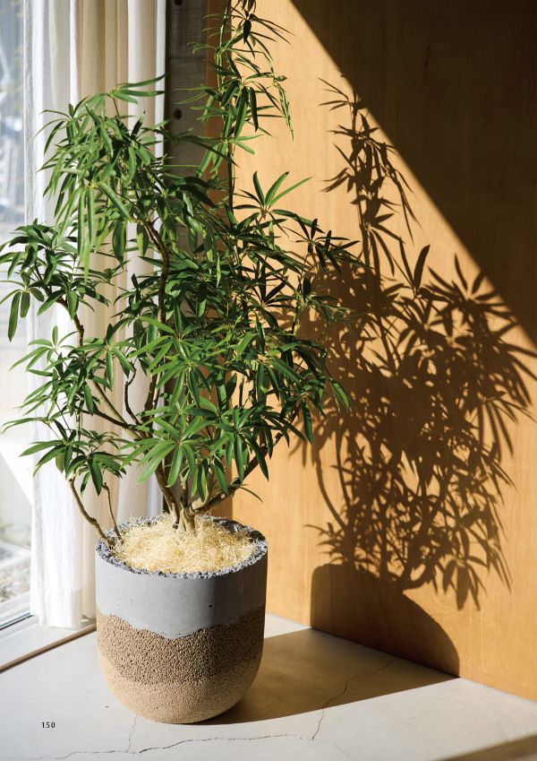 コーテス ストラータのカタログ画像-2