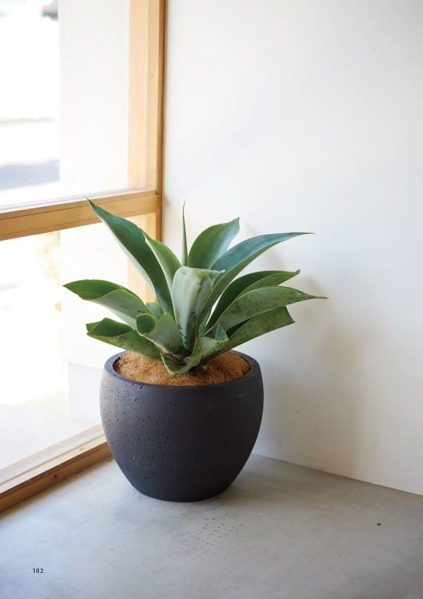 ラヴァ ボウルのカタログ画像-2