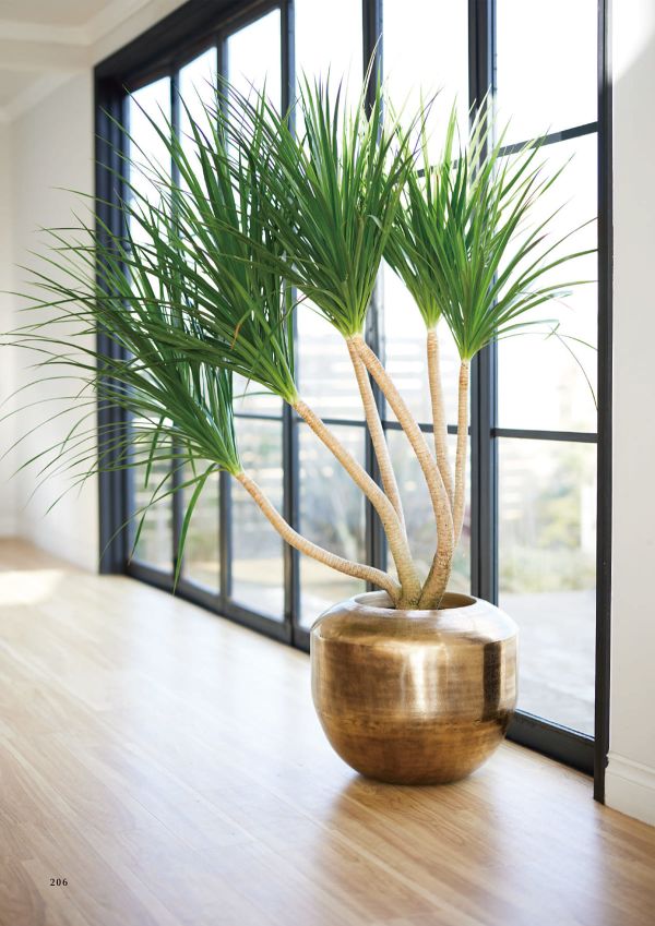 アンワール アリフのカタログ画像-2