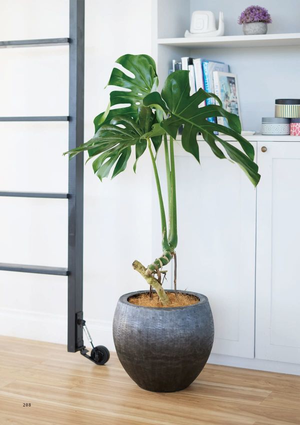 アンワール ガインのカタログ画像-2