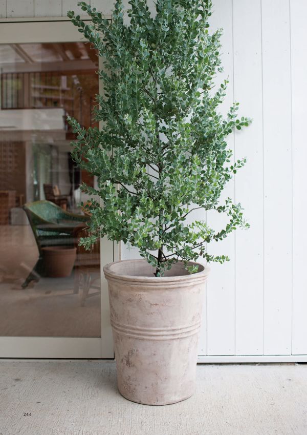 テラアストラ カペラのカタログ画像-2