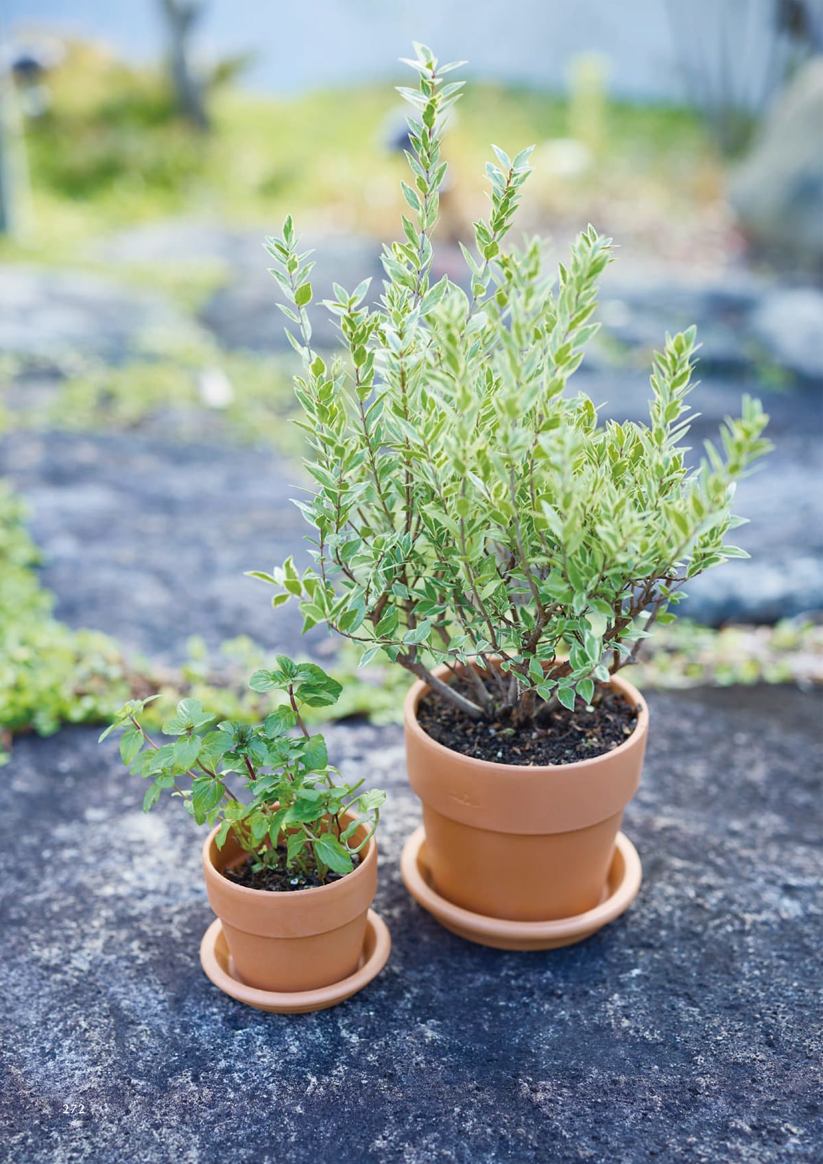 ヤマテー Yamatei カタログ P272