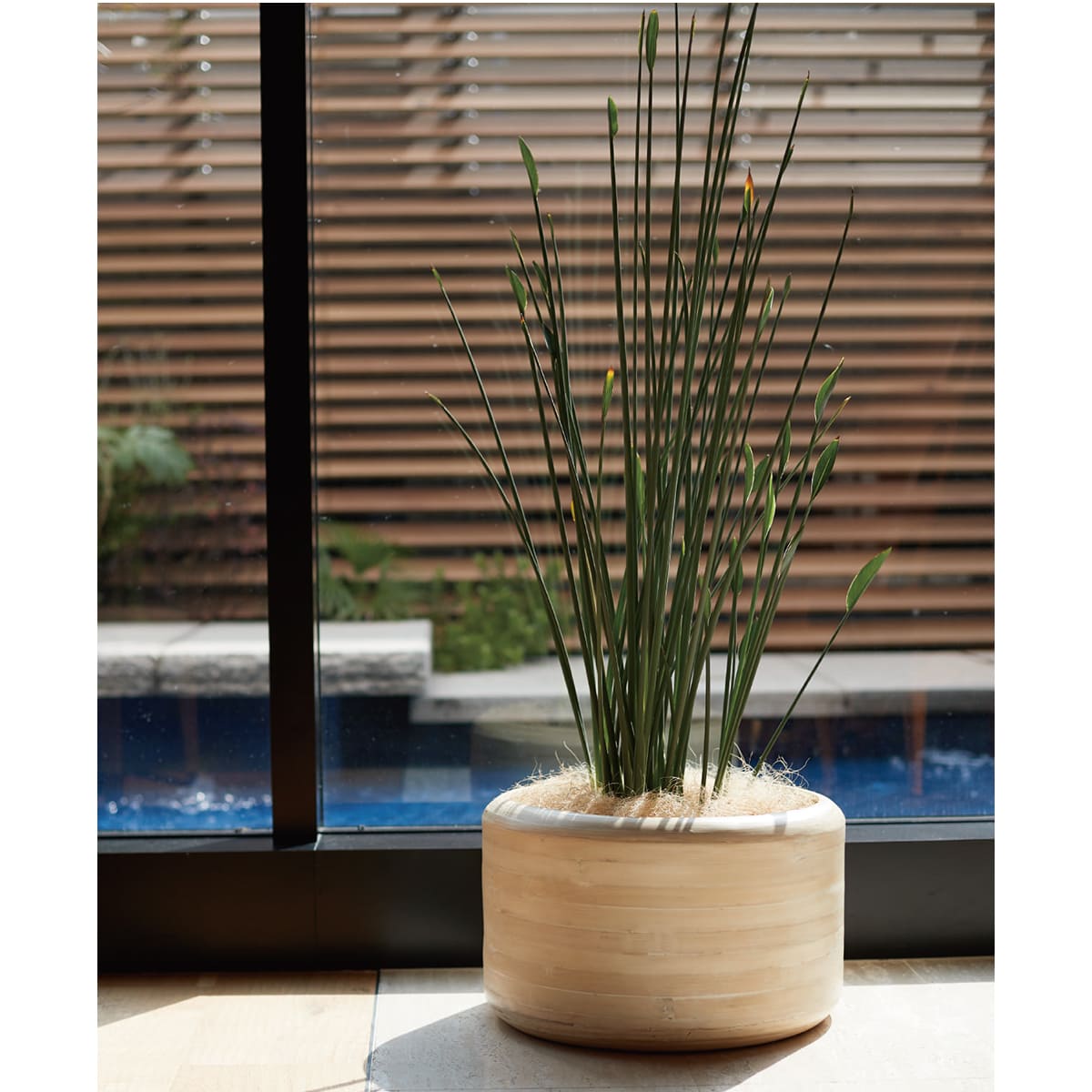 アルマ ローバレル 9AL-J08X50E-画像1