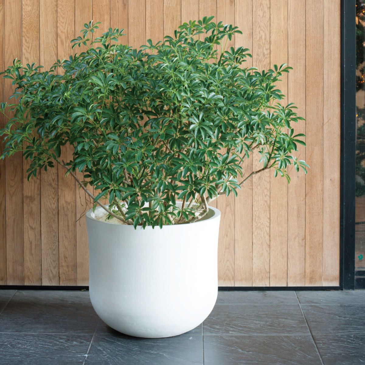 アユラニ ライレイ-画像1