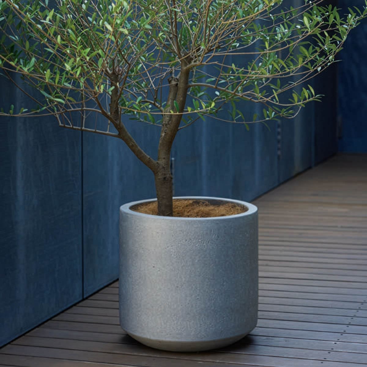 コーテス シリンド-画像1