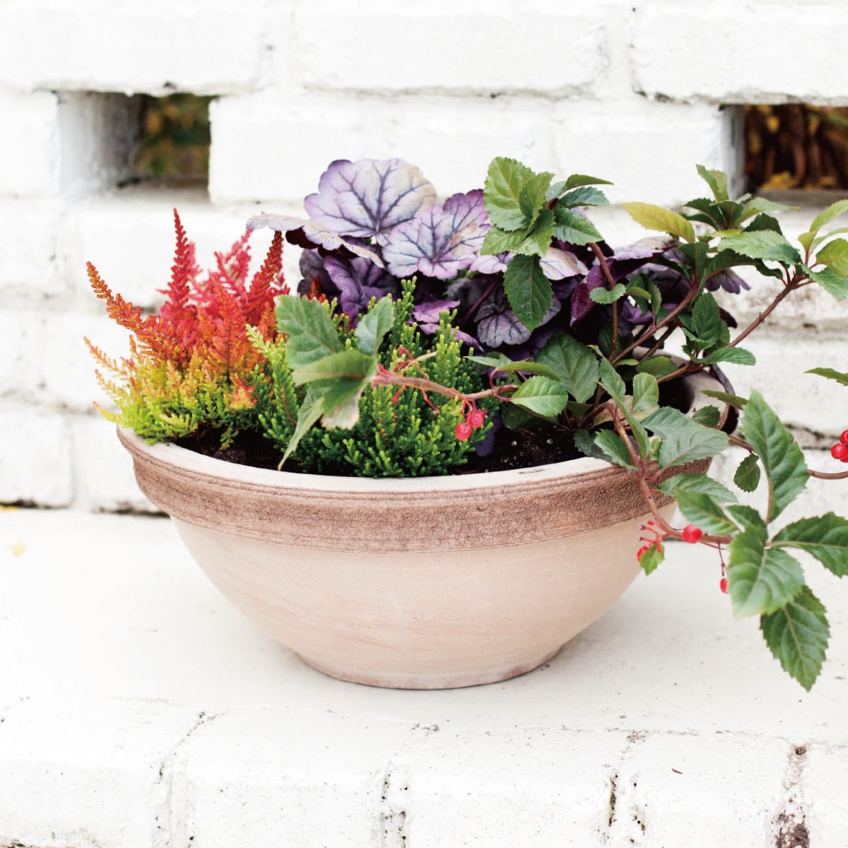 シクラミーノ-画像1