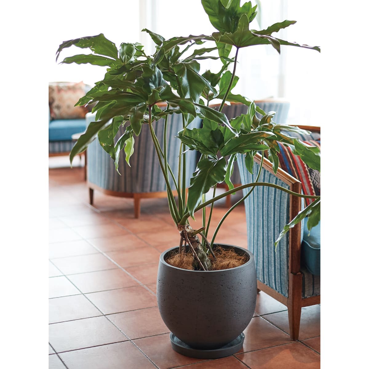 カッセル オーブ-画像1