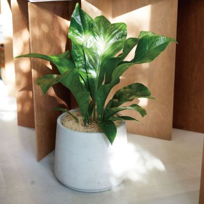 カッセル トラピ