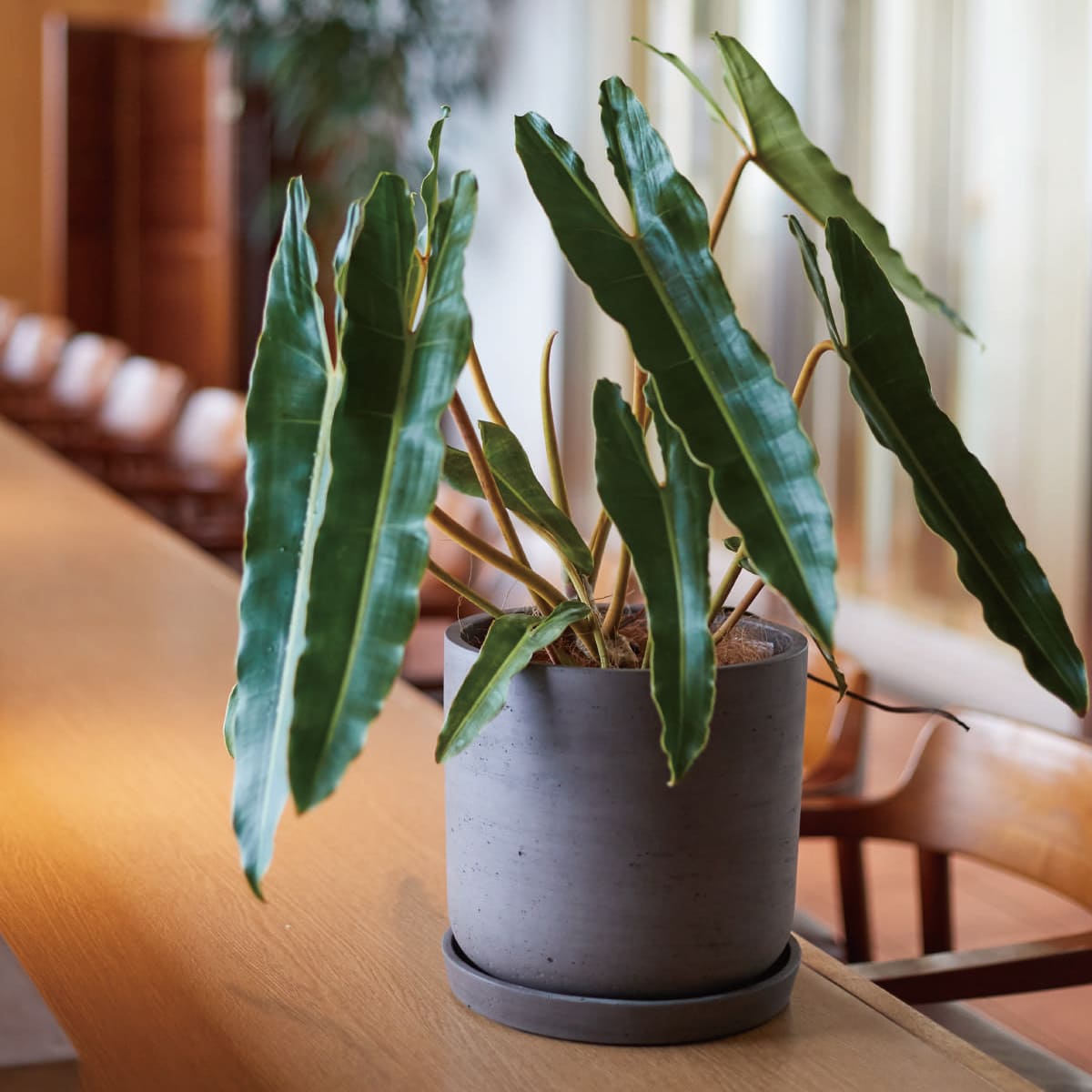 カッセル ユーポット-画像1