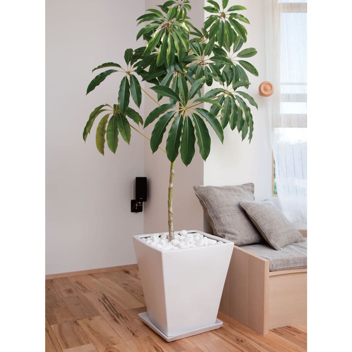 モダン WY10 マット釉 受け皿付きセット-画像1