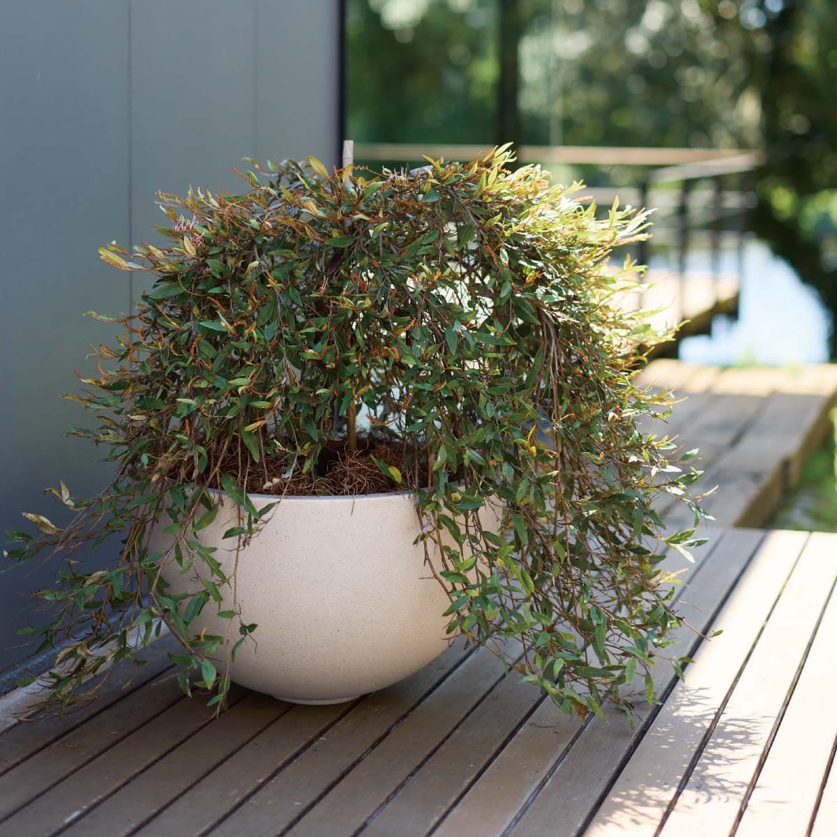 マグナス カラーズ ボウル-画像1