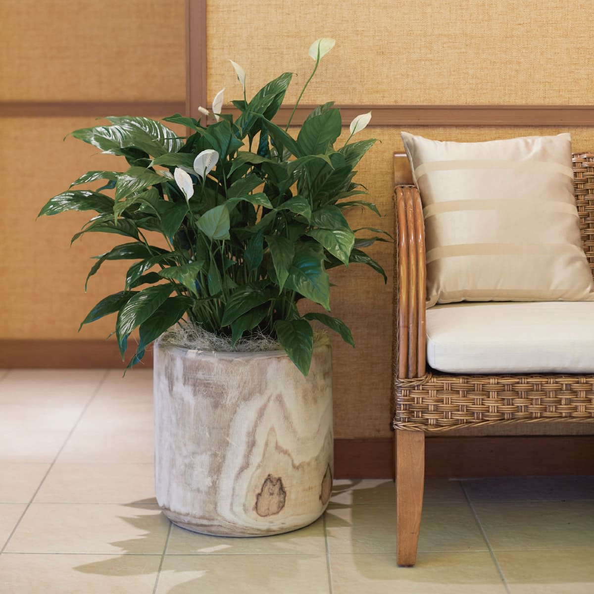 ナチュラルウッド ポウロニア ユーポット-画像1