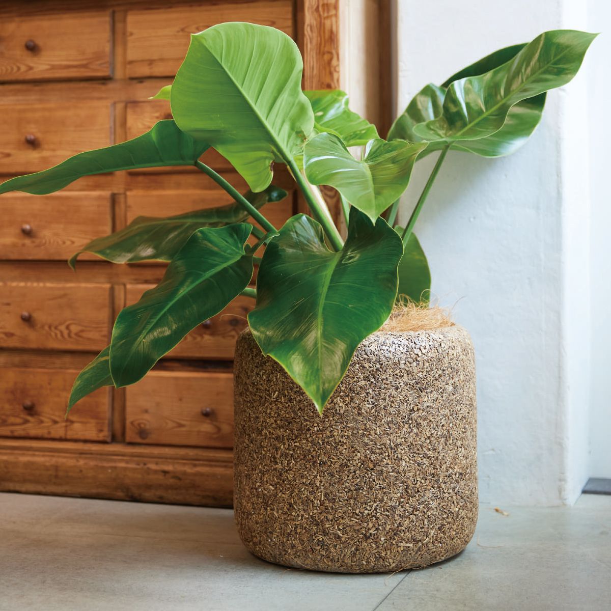 ネイチャーズキャスト Rシリンダー-画像1