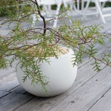 アントステラ　プランター アントステラ プランター