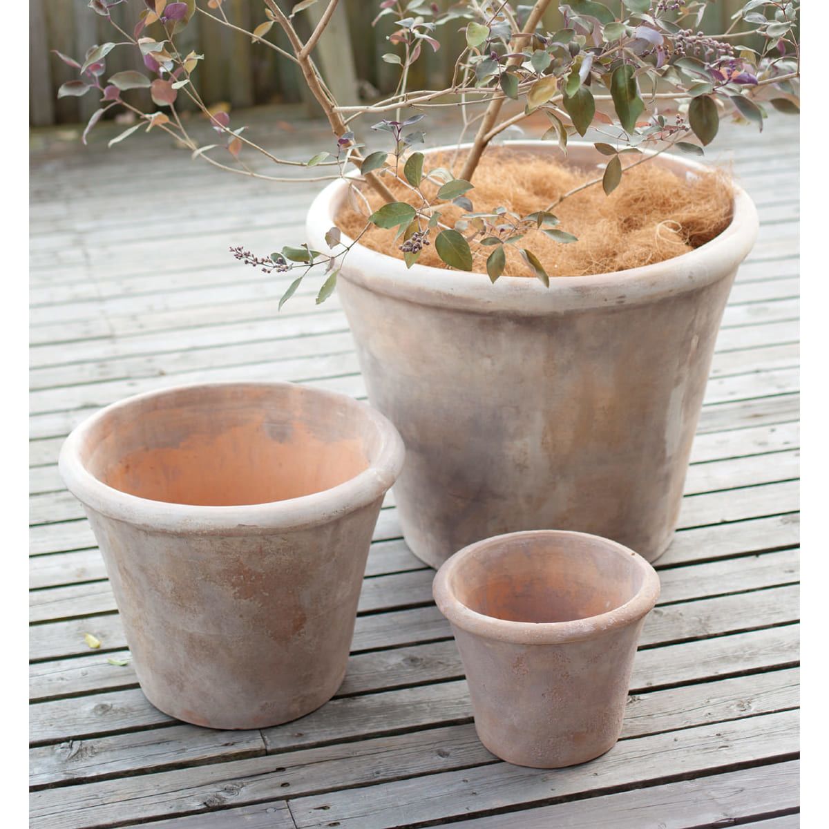 テラアストラ アダーラ-画像1