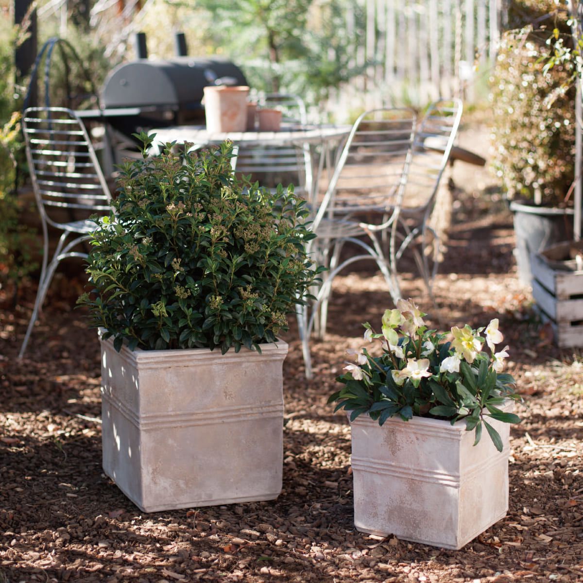 テラアストラ カペラキュビ-画像1