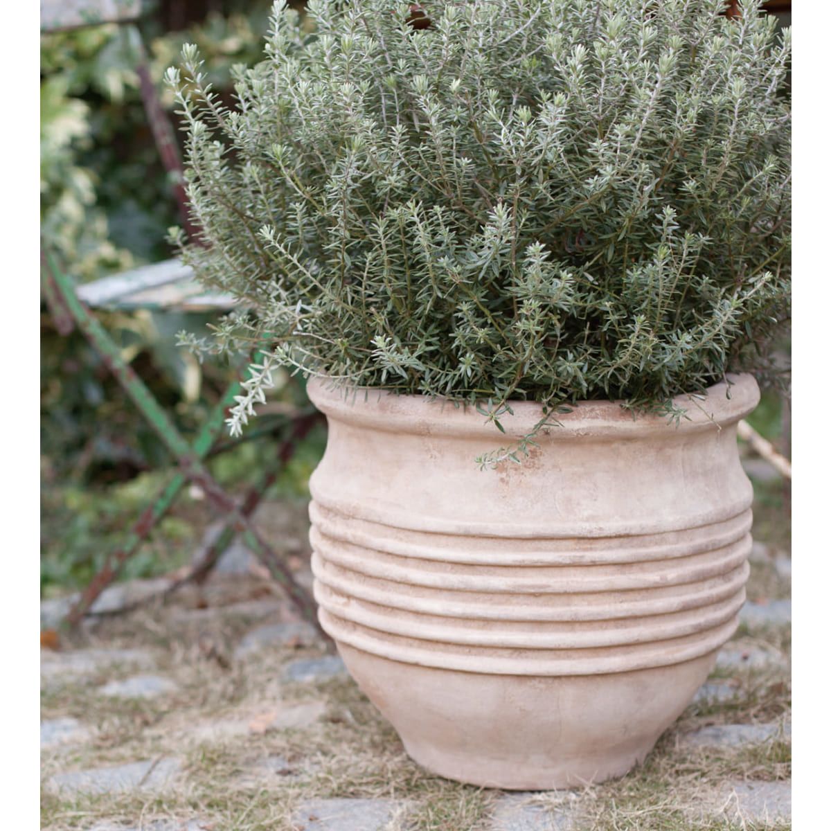 テラアストラ リゲル-画像1