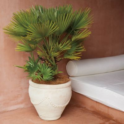 チュニジアン ガーランド