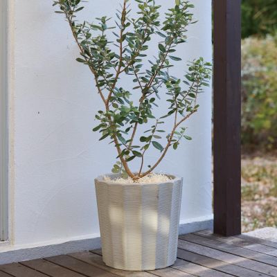 ベトン ガイウス